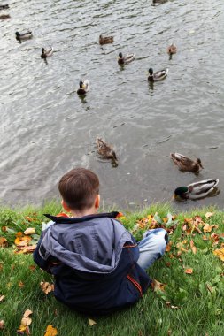 erkek ördek besleme