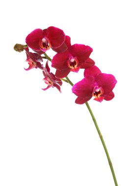 güzel kırmızı orkide