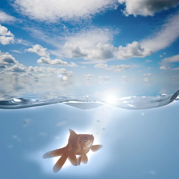 Pesci d'oro che nuotano in acqua — Foto Stock