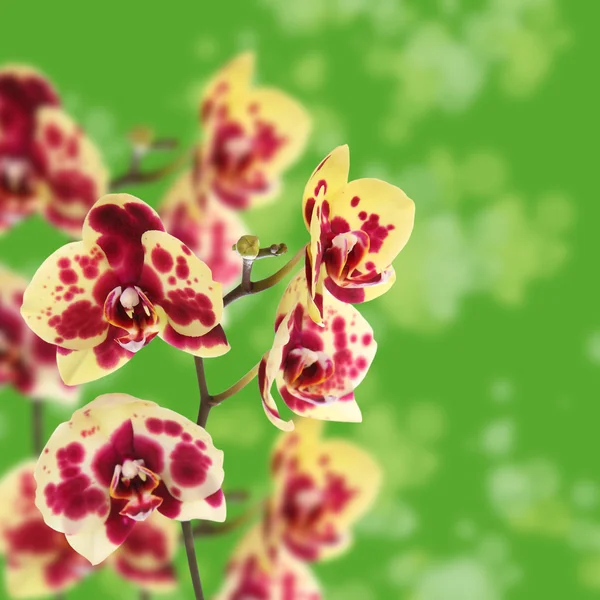 Bellissimo giallo con macchie rosse orchidea — Foto Stock