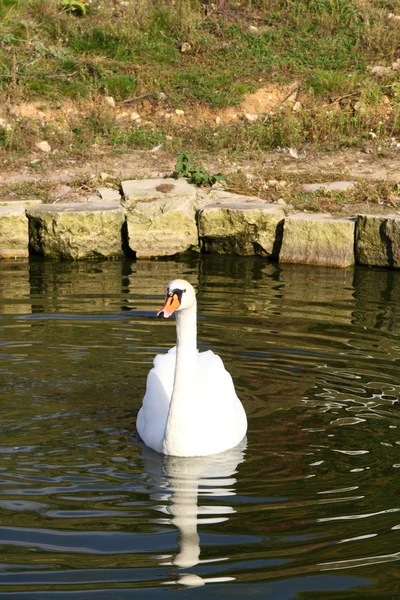 Weißer Schwan — Stockfoto