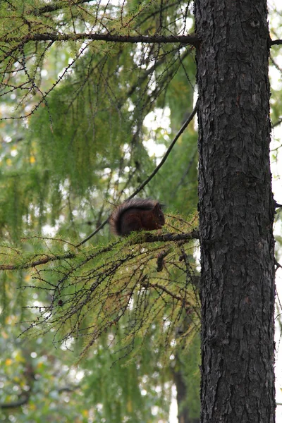 붉은 다람쥐 — 스톡 사진