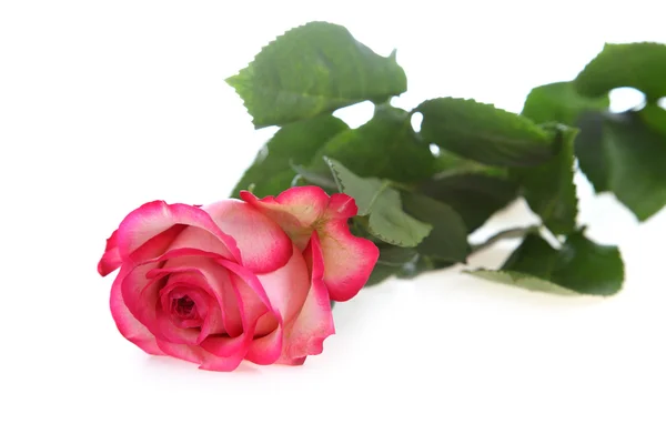 Rosa rosada hermosa — Foto de Stock