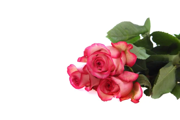Boeket van roze rozen — Stockfoto
