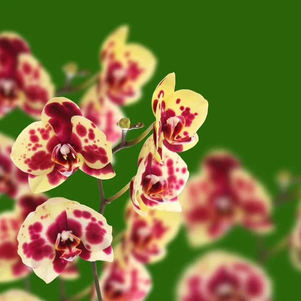 Bellissimo giallo con macchie rosse orchidea — Foto Stock