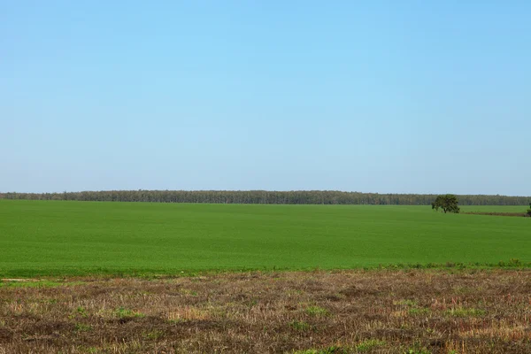 Campo verde e céu azul — Fotografia de Stock