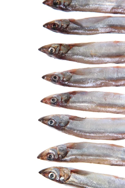 Capelin — Stockfoto