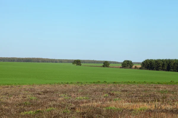 Green field and blue sky — Stock Photo, Image