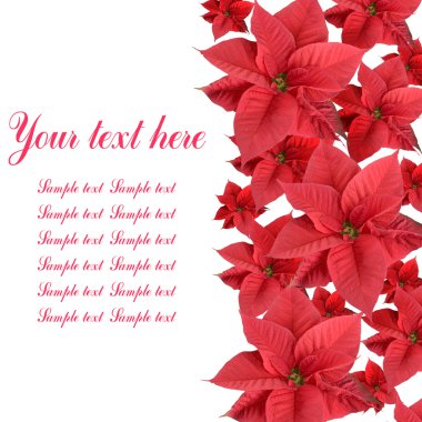 Red poinsettia clipart