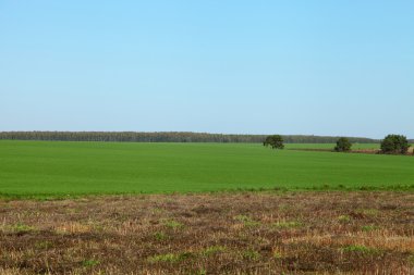 yeşil tarla ve mavi gökyüzü