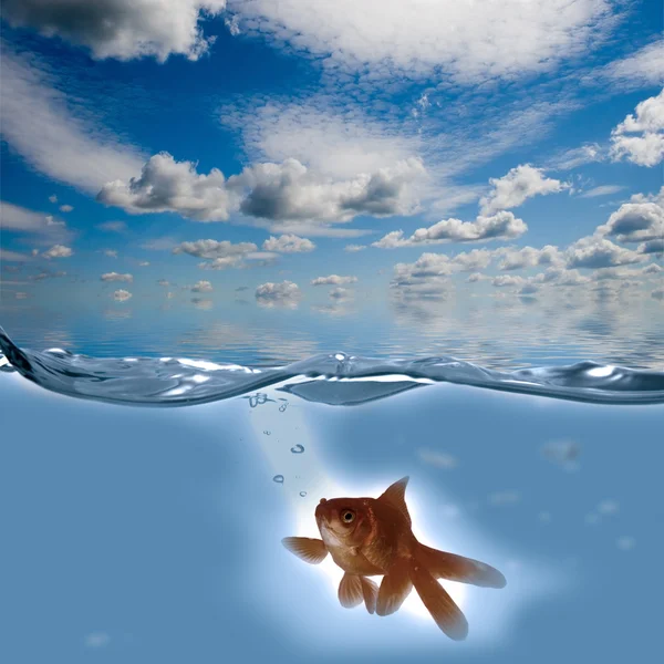 Pesci d'oro che nuotano in acqua — Foto Stock
