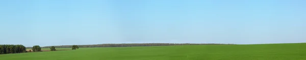 Campo verde e céu azul — Fotografia de Stock