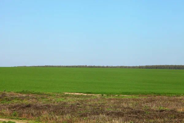 Grüne Wiese und blauer Himmel — Stockfoto