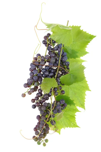 Red grape with leaves — Stock Photo, Image