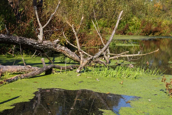 Teich mit Wasserlinsen bewachsen — Stockfoto