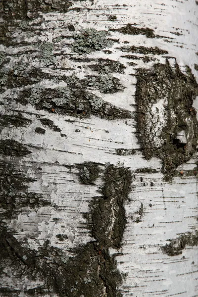 桦木暗纹理 — 图库照片