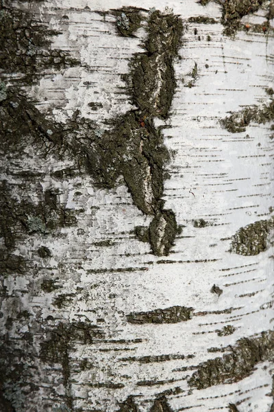 Björk mörk textur — Stockfoto