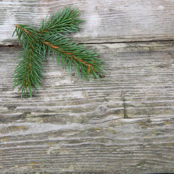 Christmas fir tree Royalty Free Stock Photos