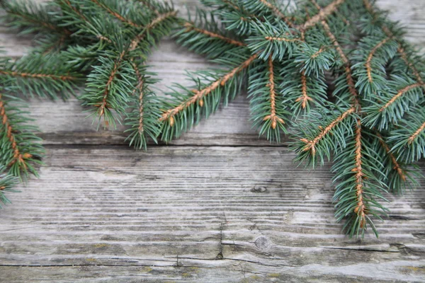 Christmas fir tree Stock Photo