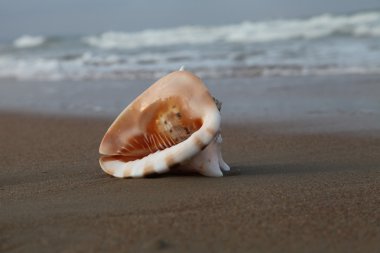 kabuk deniz kıyısında