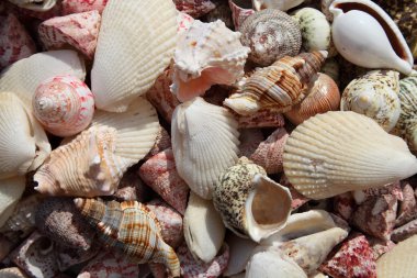 deniz kabuğu arka plan