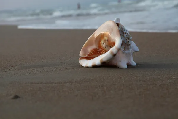 Coquille au bord de la mer — Photo