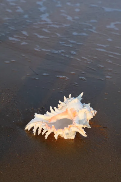 岸上的大海的壳 — 图库照片