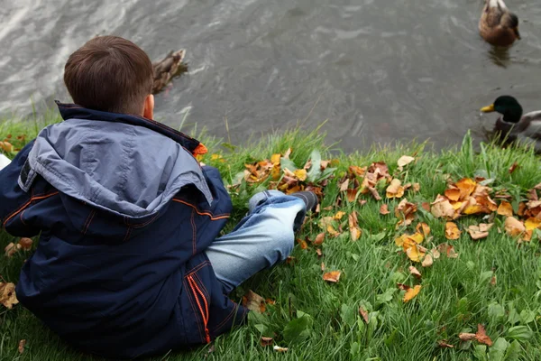 Boy feeding the ducks in the pond. Autumn. — Stock Photo, Image