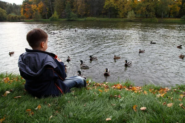 Jongen voeden de eenden in de vijver. herfst. — Stockfoto