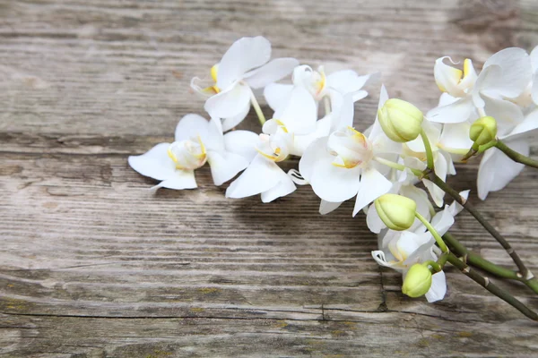 White orchid(Phalaenopsis ) — Stock Photo, Image