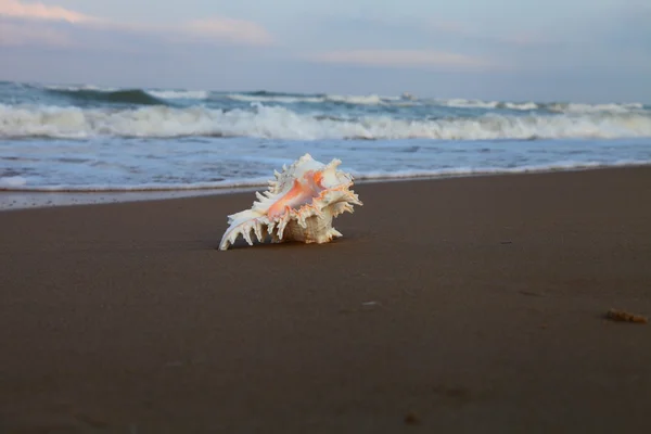 Раковина на берегу моря — стоковое фото