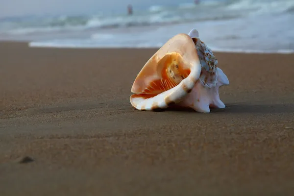 Concha en la orilla del mar — Foto de Stock
