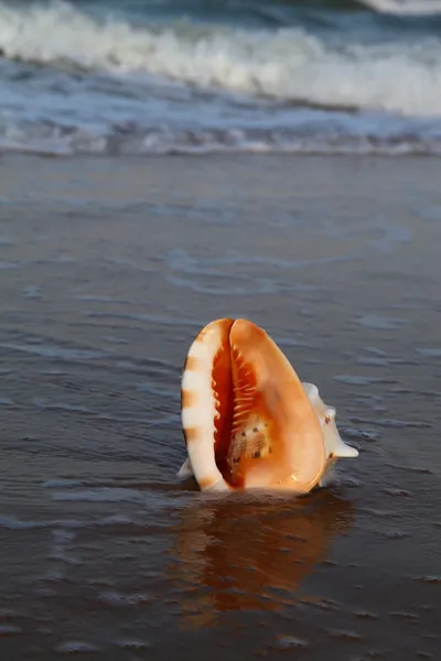Concha en la orilla del mar — Foto de Stock