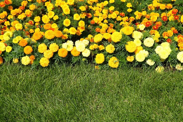 Cama de flores e grama verde — Fotografia de Stock