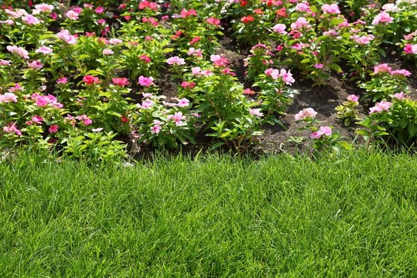 Цветочное ложе и зеленая трава Стоковое Изображение