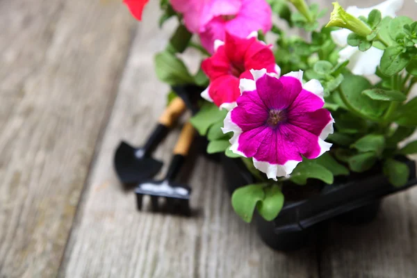 Piantine di fiori sul tavolo di legno — Foto Stock