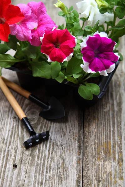 Саженцы цветов на деревянном столе — стоковое фото