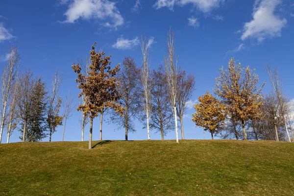 Caída Árboles Colina Sobre Fondo Del Cielo Paisaje Otoñal — Foto de Stock