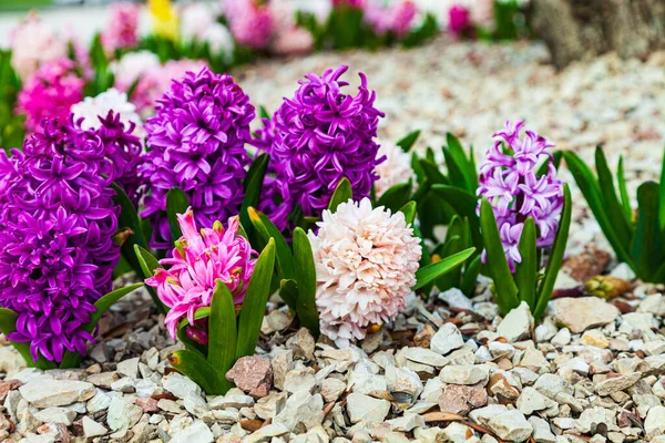 Schöne Mehrfarbige Hyazinthen Blumen Frühlingspark — Stockfoto