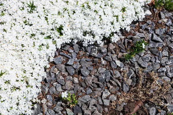 Mooie Bloemenachtergrond Witte Flox Grijze Stenen — Stockfoto
