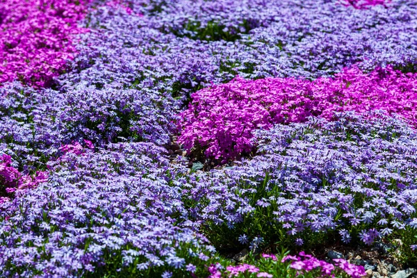 美しい花の背景 ライラックと紫色のフロックスのクローズアップ — ストック写真