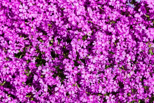 Όμορφο Φόντο Λουλουδιών Ροζ Phlox Κοντινό Πλάνο — Φωτογραφία Αρχείου