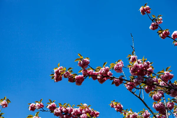 Sakura Fiore Contro Cielo Blu Sfondo Primavera — Foto Stock