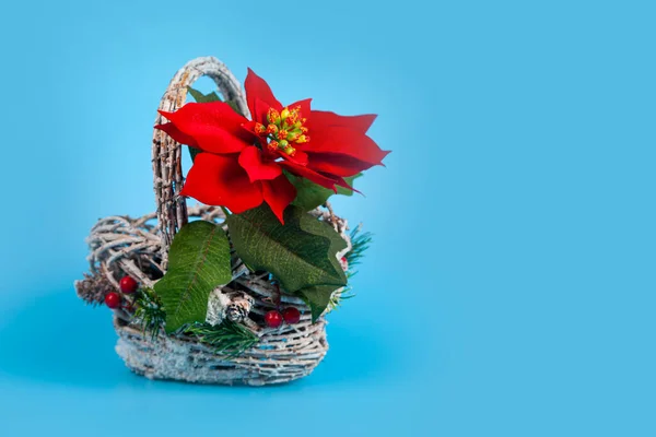 Karácsonyi Csillag Egy Gyönyörű Kosárban Kék Háttérrel Karácsonyi Dekoráció — Stock Fotó