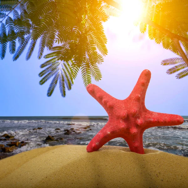 Морские Звезды Песке Фоне Моря Листьев Акации — стоковое фото