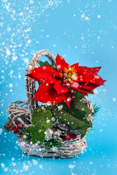 Karácsonyi Csillag Egy Gyönyörű Kosárban Kék Háttérrel Karácsonyi Dekoráció — Stock Fotó