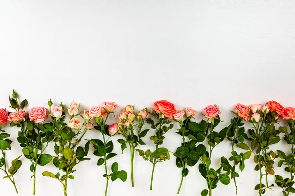 Border Pink Roses White Background Place Your Text — Stockfoto