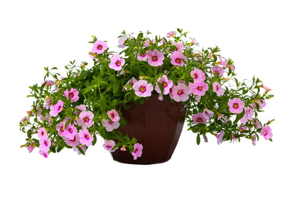 白い背景に孤立した鍋にピンクの花 庭のための美しい花 — ストック写真