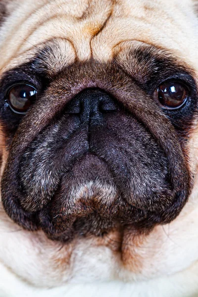 Dog Close Cute Pug — Zdjęcie stockowe