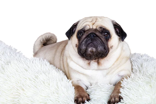 Dog Lies White Fluffy Blanket Cute Pug Isolated White Background — Fotografia de Stock